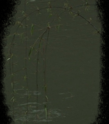 Bamboo_L