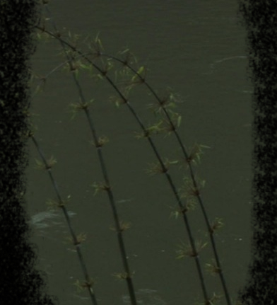 Bamboo_R