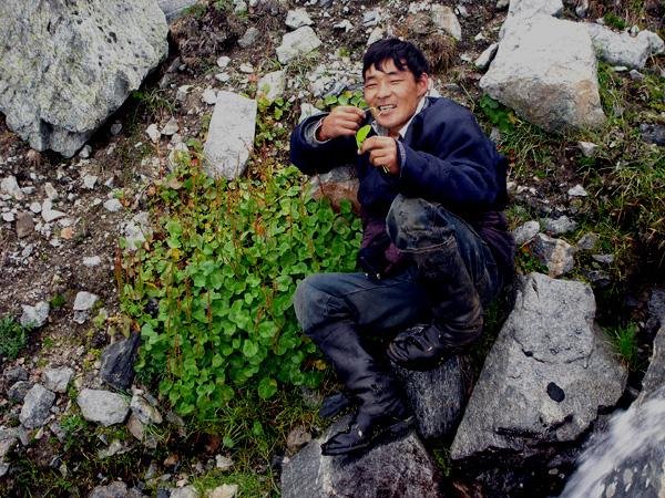 mong05__billygoat_eat_grass.jpg