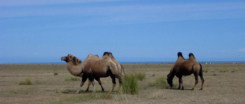 mong05__camels_lake_gers.jpg