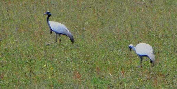 mong05__cranes.jpg