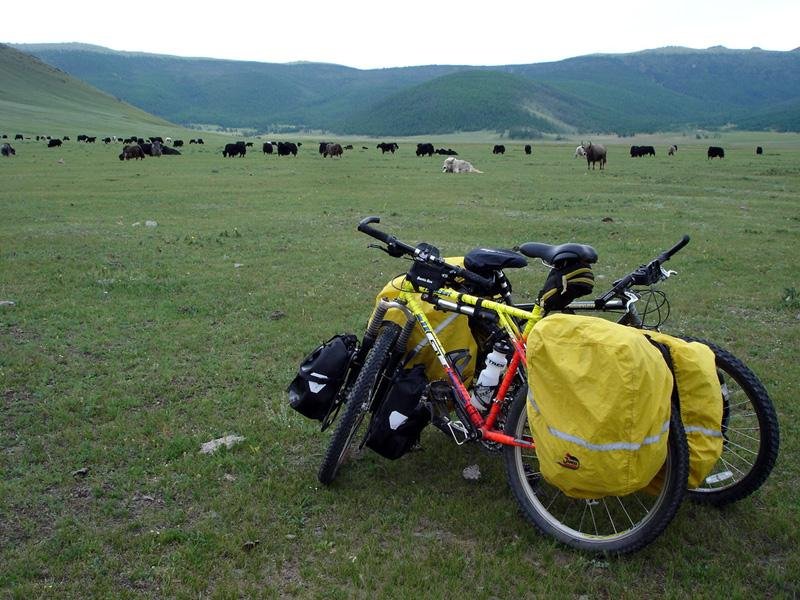 mong05__cycling_bikes_sheep_coming.jpg
