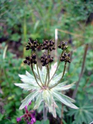 mong05__flora_blkwht.jpg