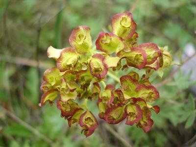 mong05__flora_redylw.jpg
