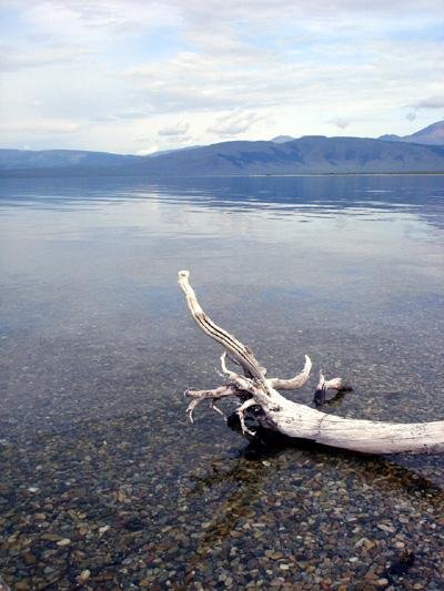 mong05__khovsgol_driftwood.jpg