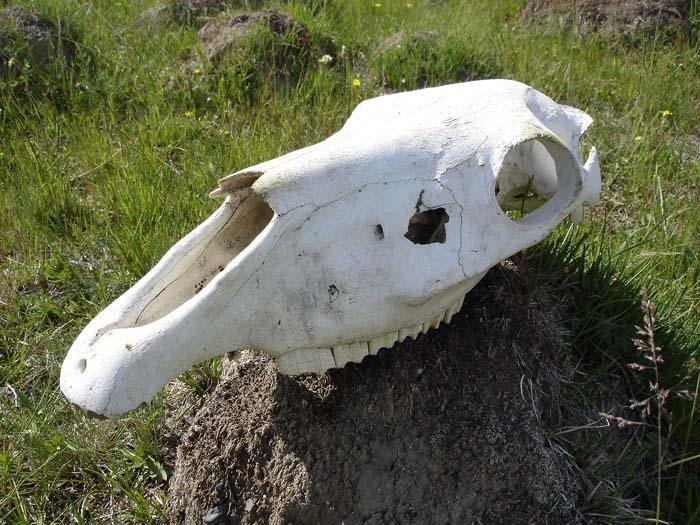 mong05__ox_skrll.jpg