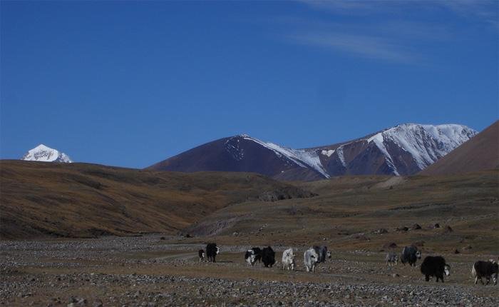mong05__tavan_yaks.jpg