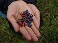 mong05__berries_in_hand