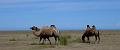 mong05__camels_lake_gers