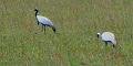 mong05__cranes