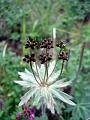 mong05__flora_blkwht