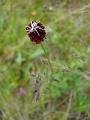 mong05__flora_red