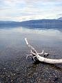 mong05__khovsgol_driftwood