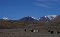 mong05__tavan_yaks